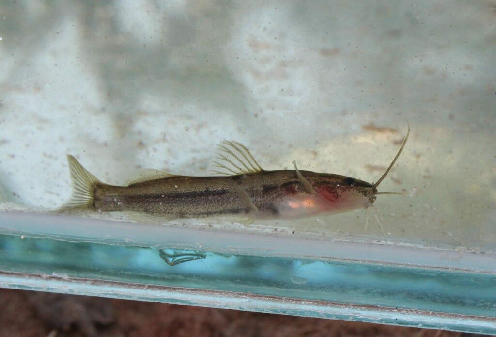 Imparfinis mirini