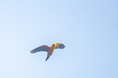 Jandaya Parakeet photo 4