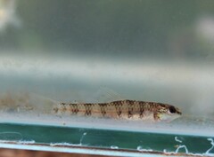 Zebra Darter photo 3