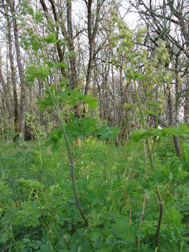 Image of Thalictrum polycarpum by (c) Gail A Baker, some rights reserved (CC BY)