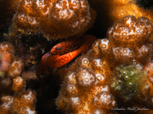 Honeycomb Coral Crab