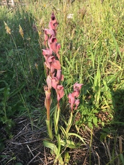 Serapias cordigera
