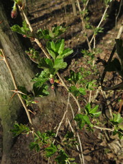 Ribes uva-crispa sativum