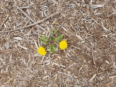 Taraxacum officinale