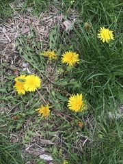Taraxacum