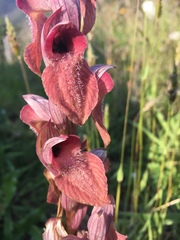 Serapias cordigera