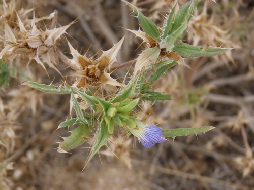 Image of Blepharis obmitrata by no rights reserved