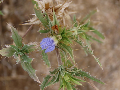 Image of Mountain Lashes (Blepharis obmitrata) by no rights reserved
