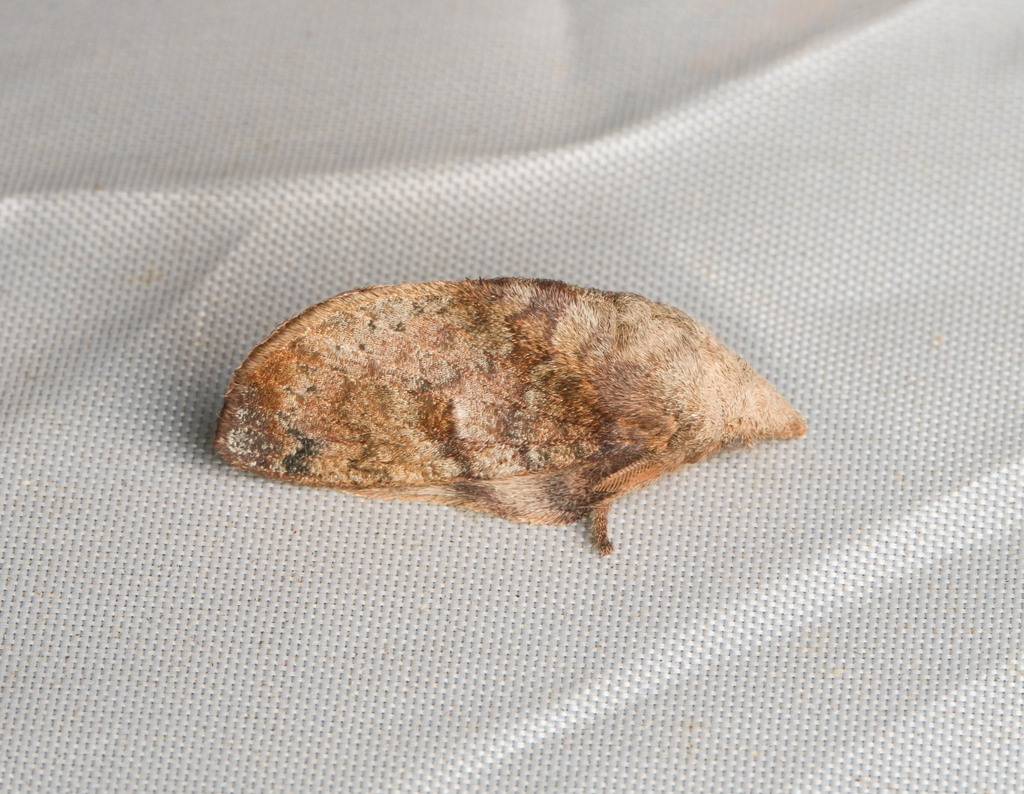 Micropacha gejra