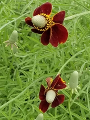 Ratibida columnifera