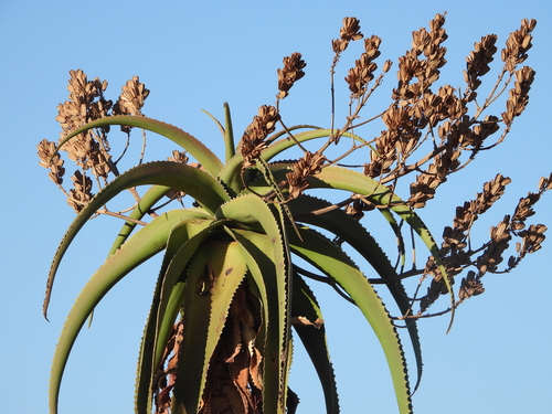 Image of Aloe vaombe by (c) amantedarmanin, some rights reserved (CC BY)