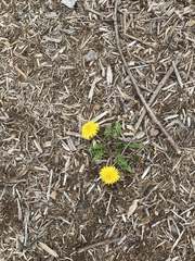 Taraxacum officinale