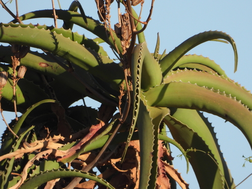 Image of Aloe vaombe by (c) amantedarmanin, some rights reserved (CC BY)