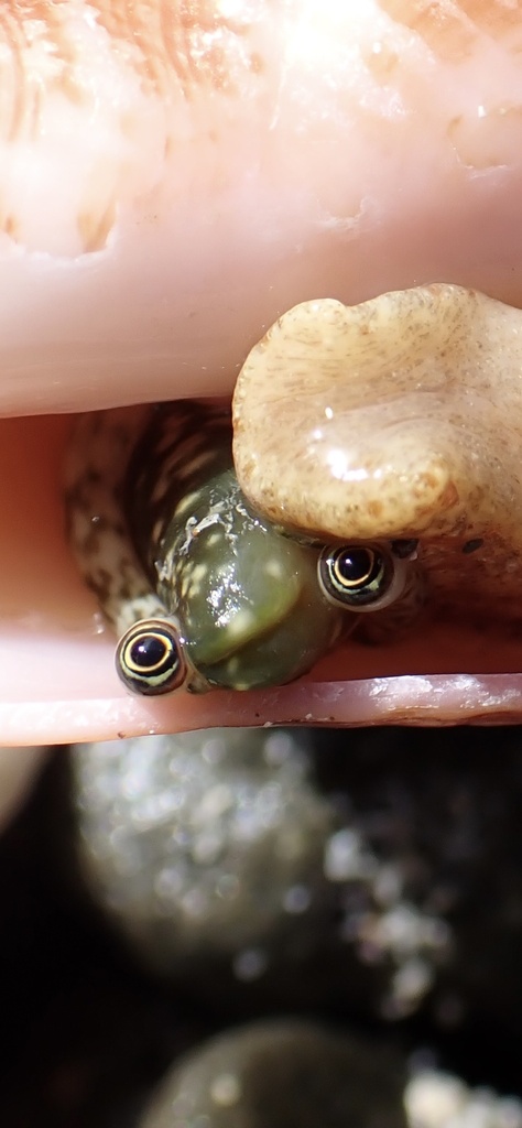 Close view of the stalked eyes and tan operculum of a juvenile queen conch inside its pink shell