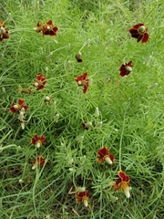 Ratibida columnifera