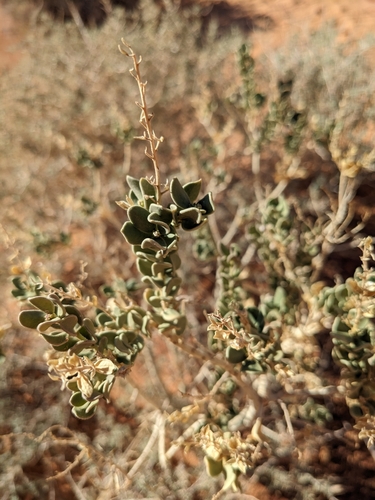 Image of Mortonia utahensis by (c) Ethan Rose, some rights reserved (CC BY)