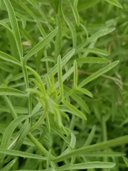 Ratibida columnifera