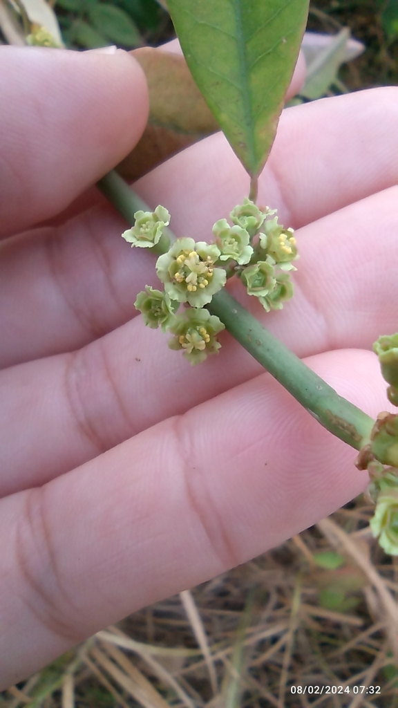 Euphorbia cymosa from 82047 Sin., México on February 8, 2024 at 07:32 ...