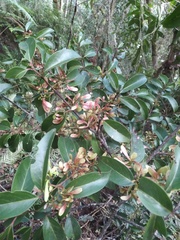 Russian olive (Zinowiewia)