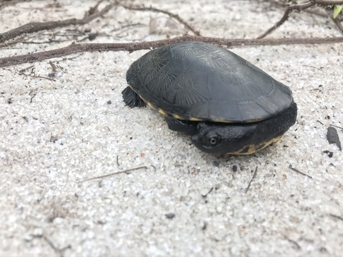 Brazilian Radiolated Swamp Turtle, Acanthochelys radiolata