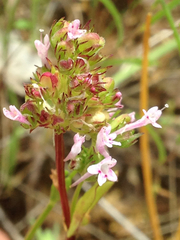 Plectritis ciliosa
