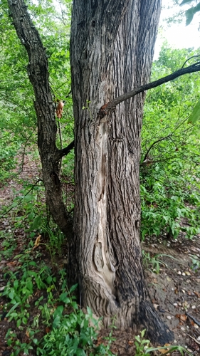 Mopane