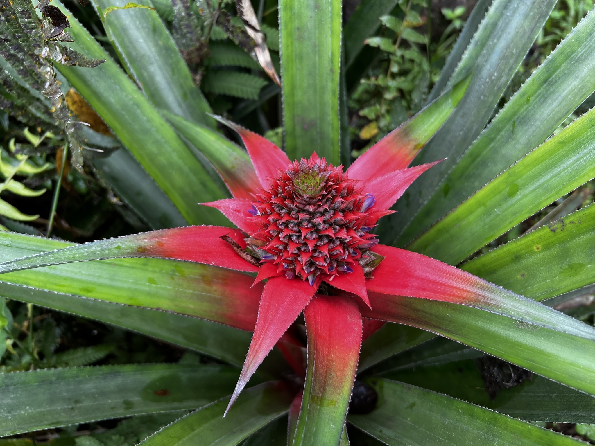 Abacaxi