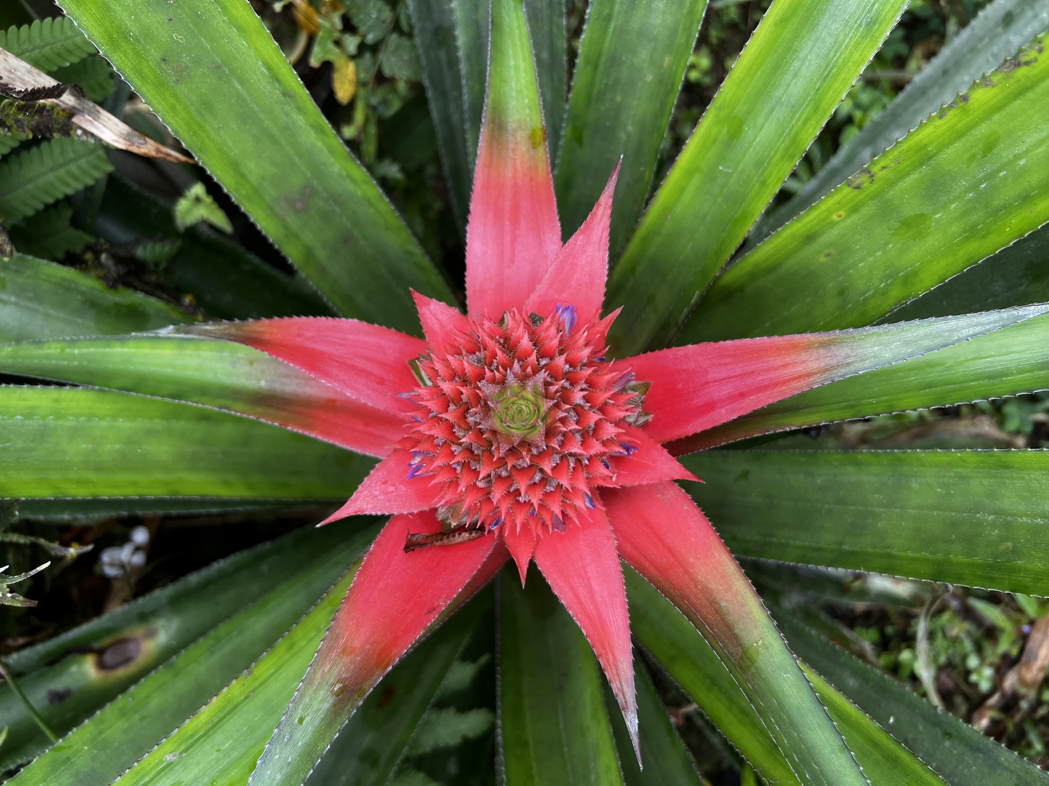 Abacaxi
