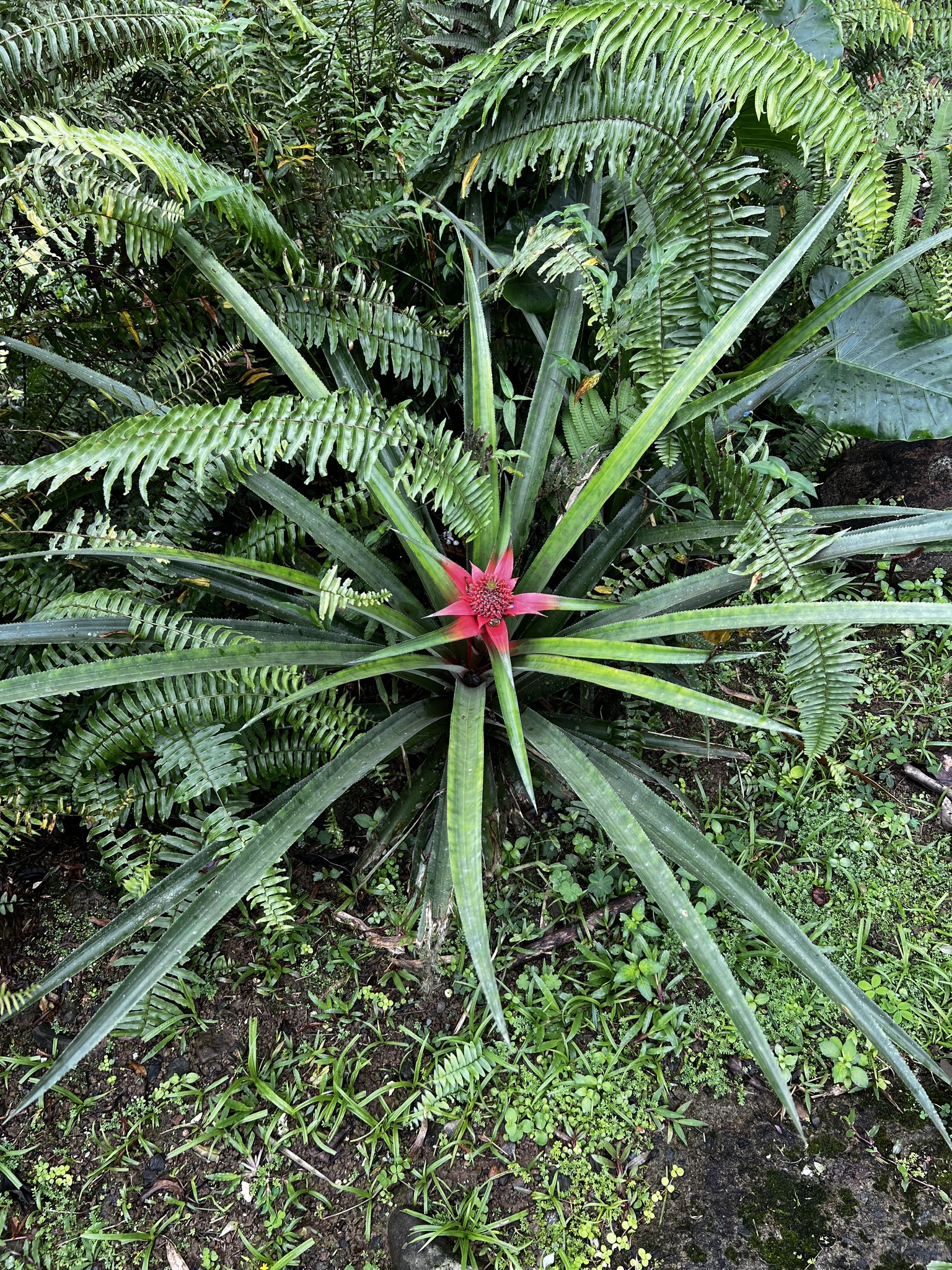 Abacaxi