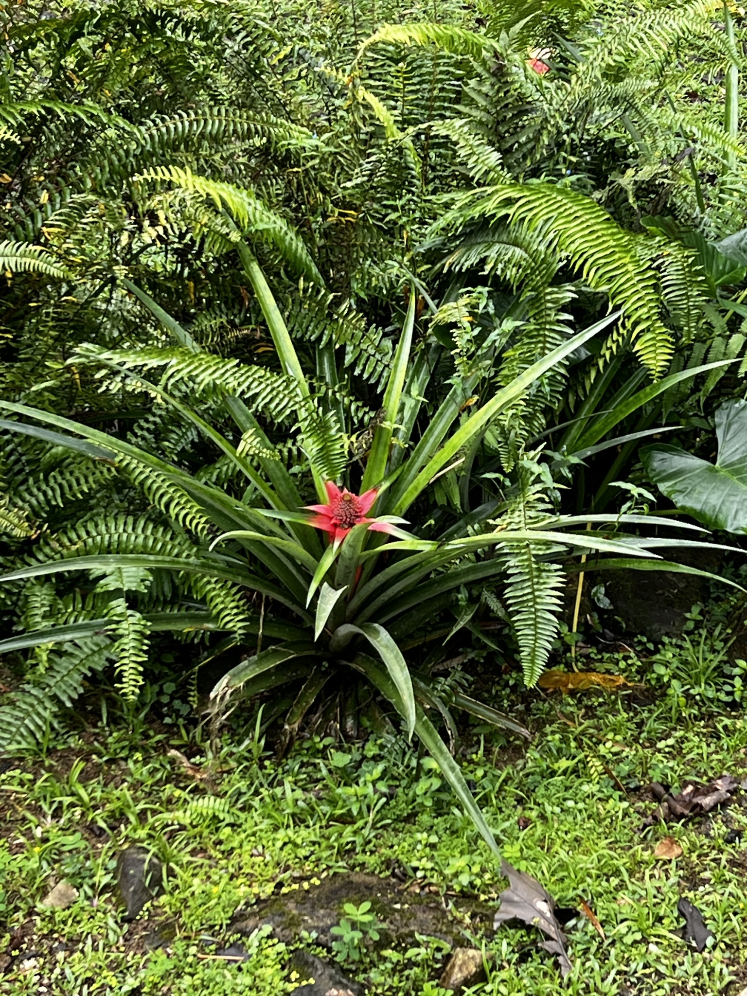 Abacaxi