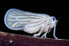 Hemiptera