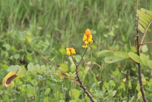 Senna reticulata - Whole tree