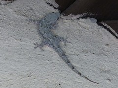 Hemidactylus platycephalus