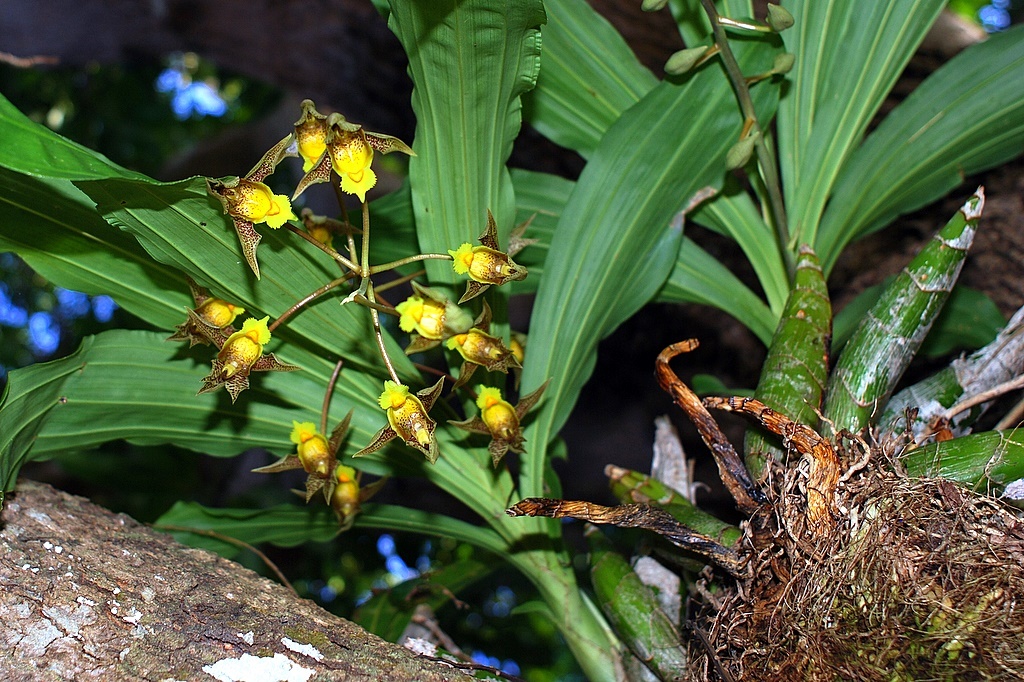 Imagem de Orquídea Cola-de-sapateiro