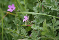 Erodium cicutarium