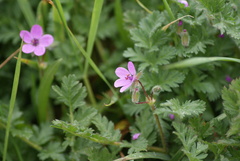 Erodium cicutarium