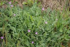 Erodium cicutarium