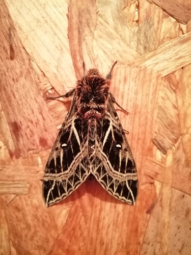 Euryglottis aper Walker, 1856