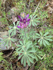 Lupinus microcarpus microcarpus