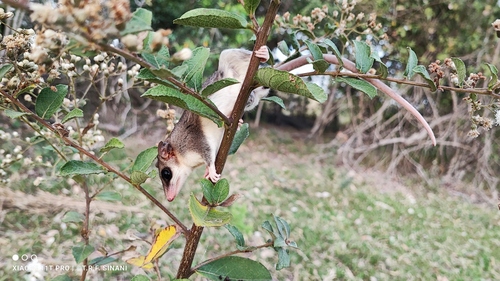 Paraguayan Fat-tailed Mouse Opossum (Thylamys macrurus) — Near Threatened Mammalia