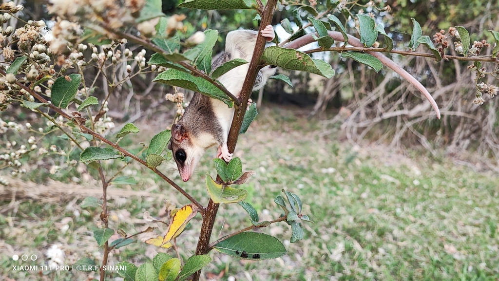 Paraguayan Fat-tailed Mouse Opossum in July 2022 by Thomaz Ricardo ...