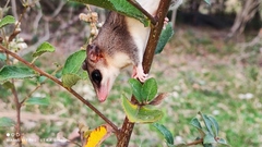 Paraguayan Fat-Tailed Mouse Opossum photo 3
