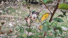 Paraguayan Fat-Tailed Mouse Opossum photo 2