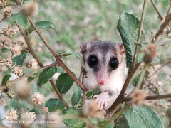 Paraguayan Fat-Tailed Mouse Opossum photo 4