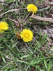 Taraxacum officinale
