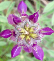 Lupinus microcarpus microcarpus