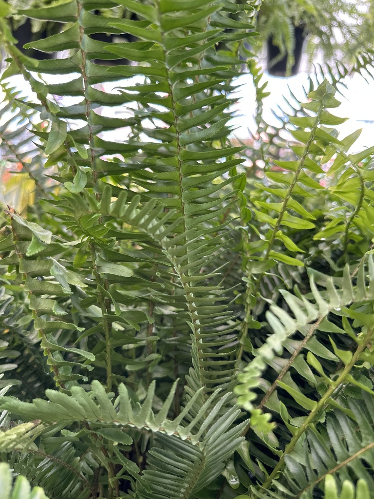 Nephrolepis obliterata frond detail