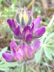 Lupinus microcarpus microcarpus
