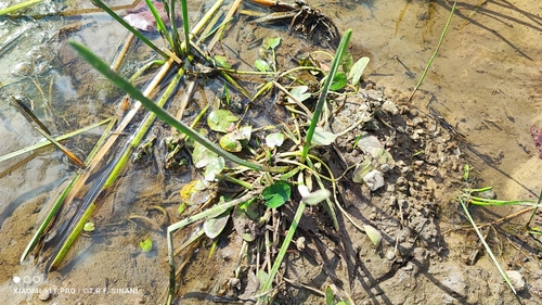 Eleocharis acutangula iNat (2)
