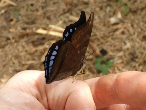 Charaxes lycurgus
